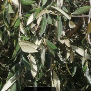 olivier-bio-pyrenees-orientales