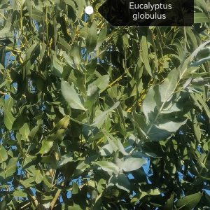 eucalyptus-bio-pyrenees-orientales