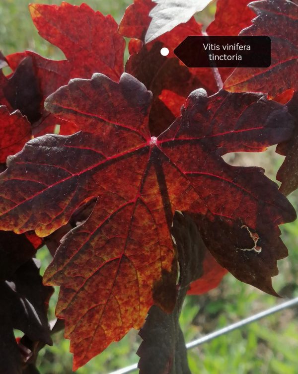 vigne-rouge(bio pyrennes-orientales-66